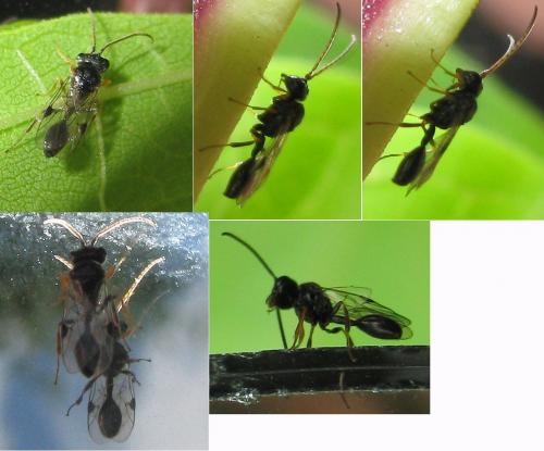 Helorus sp.